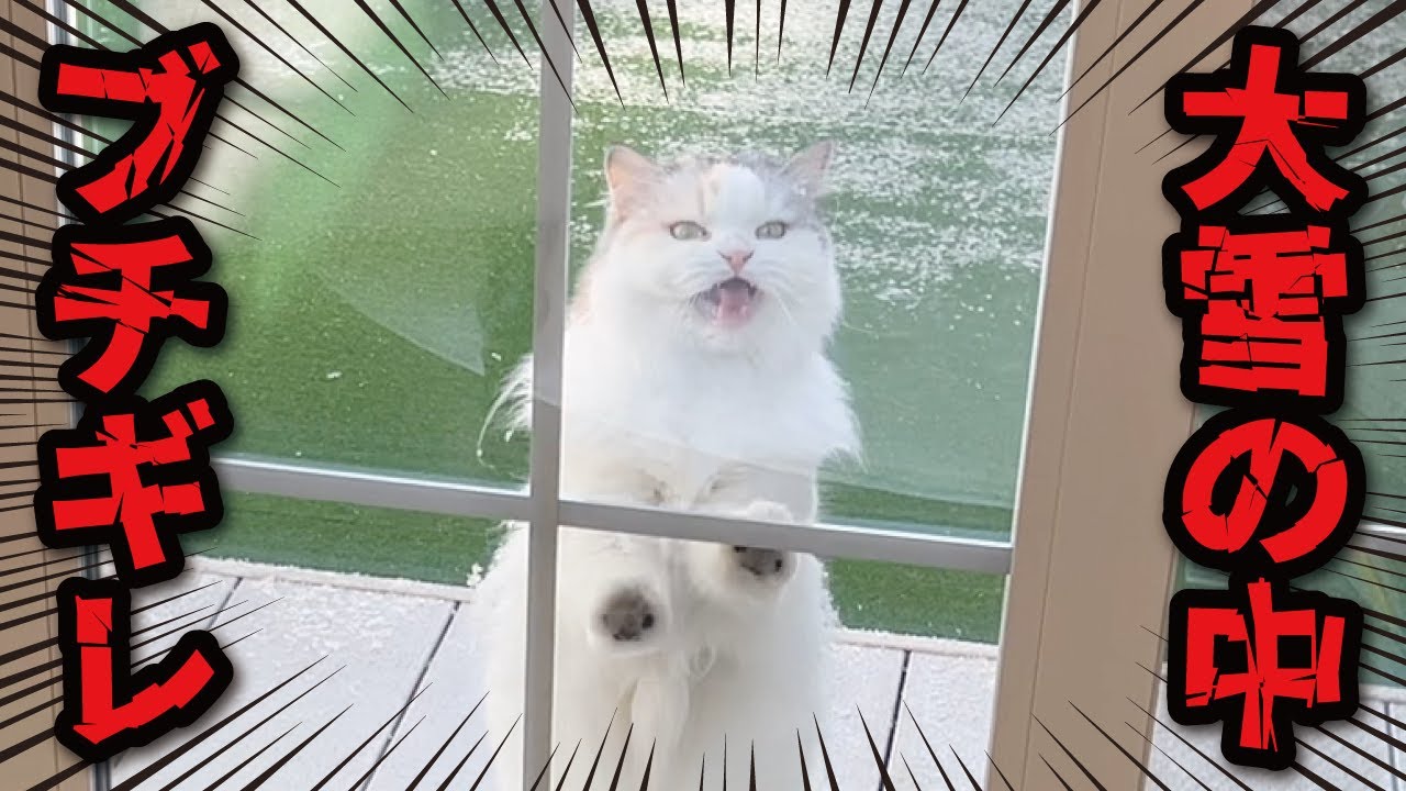 When I locked my cat out in the middle of a heavy snowfall, he got