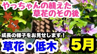 ◇【あのお花どうなった！？】3年後が見れるのやっちゃんねるだけ