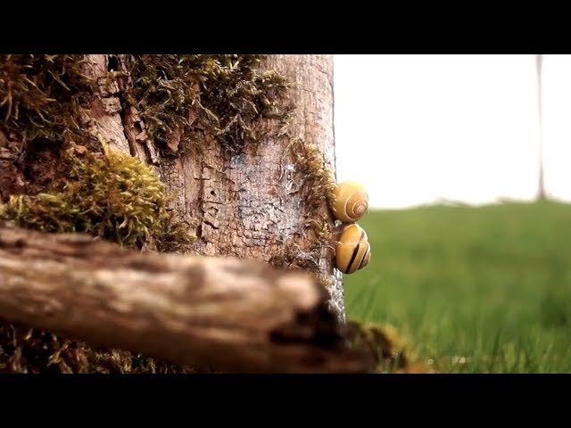 Meyer-Optik Görlitz Primagon ƒ/4,5/35 mm - YouTube