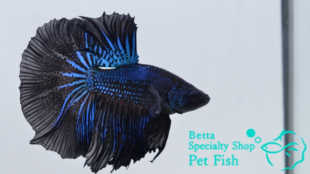 ベタ 熱帯魚 生体 ショーベタ グリーンドラゴンバタフライ オス