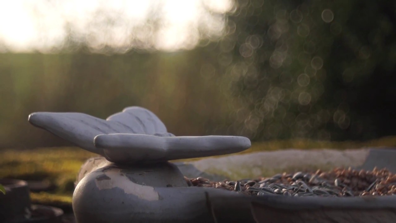 STEINHEIL MÜNCHEN CASSAR S ƒ/2,8/50 mm - YouTube