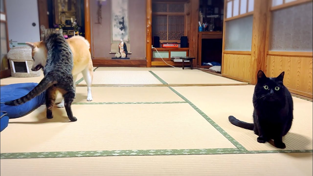 綺麗な二度見の猫 Cat do a perfect double take!! - YouTube