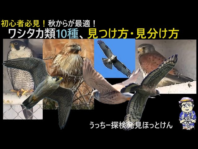 A must-see for beginners! How to distinguish and find birds of