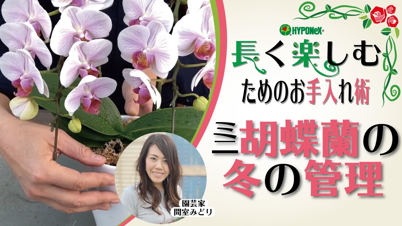 コチョウランの育て方や栽培のコツ｜株式会社ハイポネックスジャパン