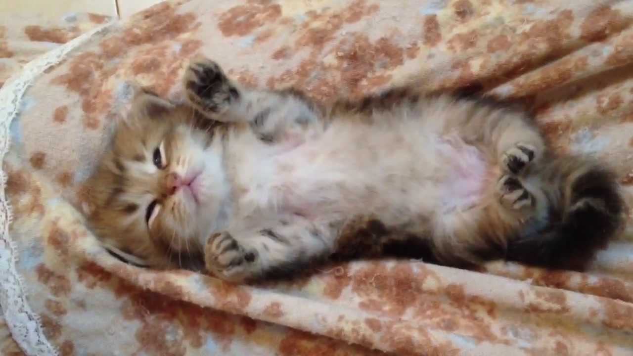 お腹まる出しで眠る赤ちゃんにゃんこ♡ スヤスヤ… ピョコピョコ