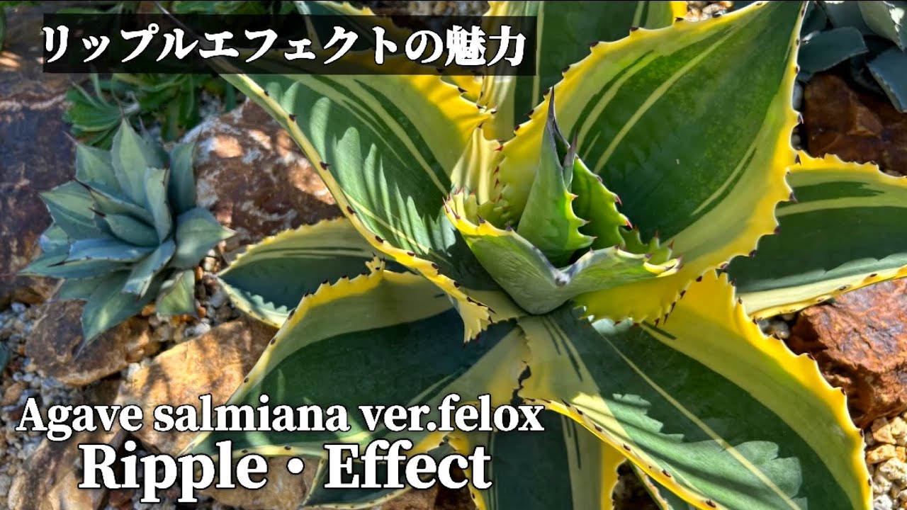アガベ・リップルエフェクト】Agave salmiana ver.felox Ripple