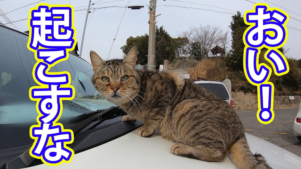 ボンネットで寝ている図々しい野良猫たち - YouTube