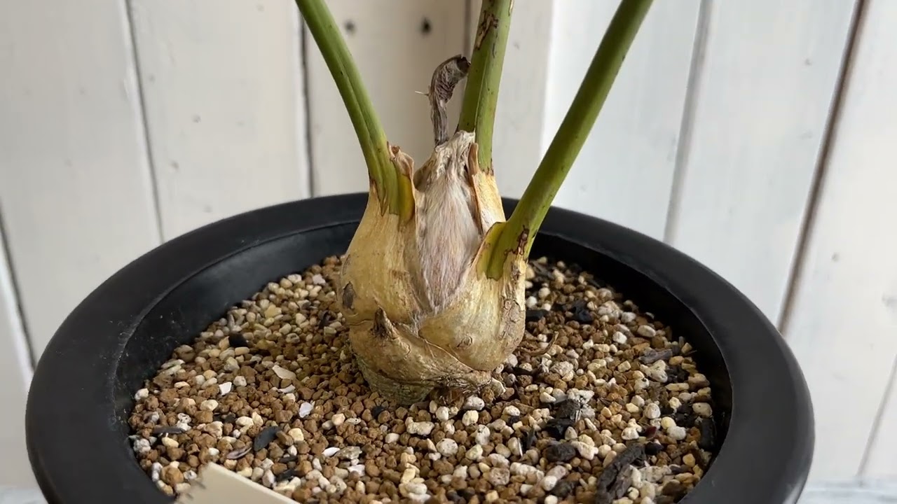 エンセファラルトス ホリダス ドワーフ | hanayoshi-botanical