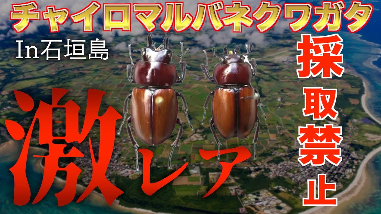 チャイロマルバネクワガタ】【沖縄昆虫採集】超レアな昆虫・生き物大量