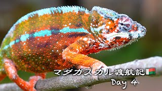 I met some super rare creatures in the chameleon paradise! [Day