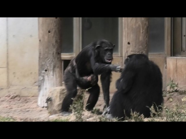 Hello my dear Fubuki! by Sakura 愛しのフブキ、ご挨拶だよ！サクラ