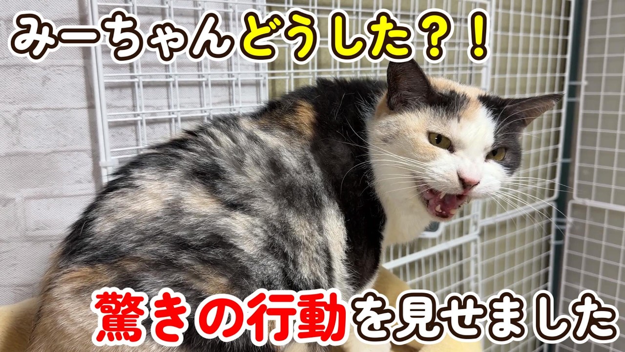 Shocking behavior] I can't hide my surprise at Mi-chan's behavior