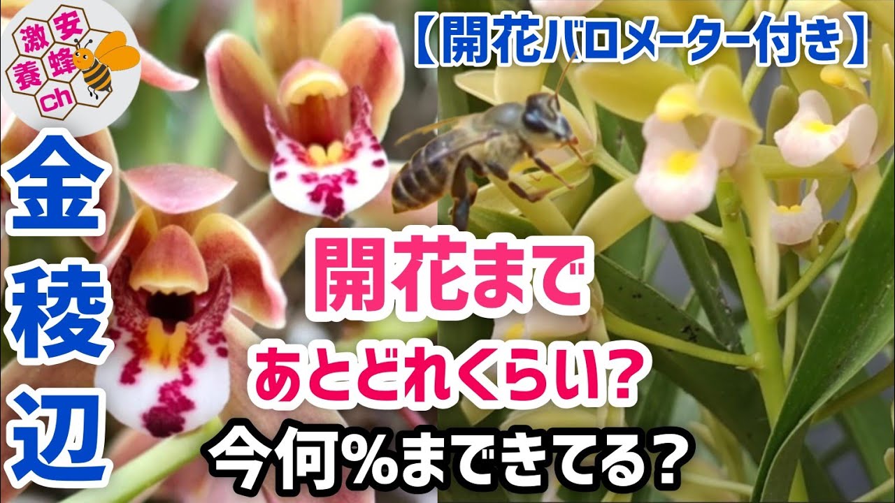 あなたの金稜辺は今何%かをチェック! 誘引蘭のキンリョウヘン、ミスマ