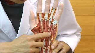 64-9715-31 手の構造 3分解モデル （3B Smart Anatomy） M18 【AXEL