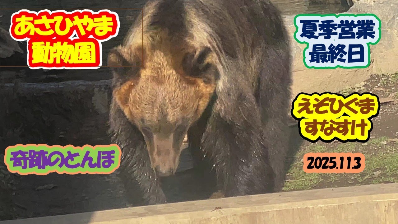 Asahiyama Zoo - Sunasuke the Ezo Brown Bear 202511.3 - YouTube
