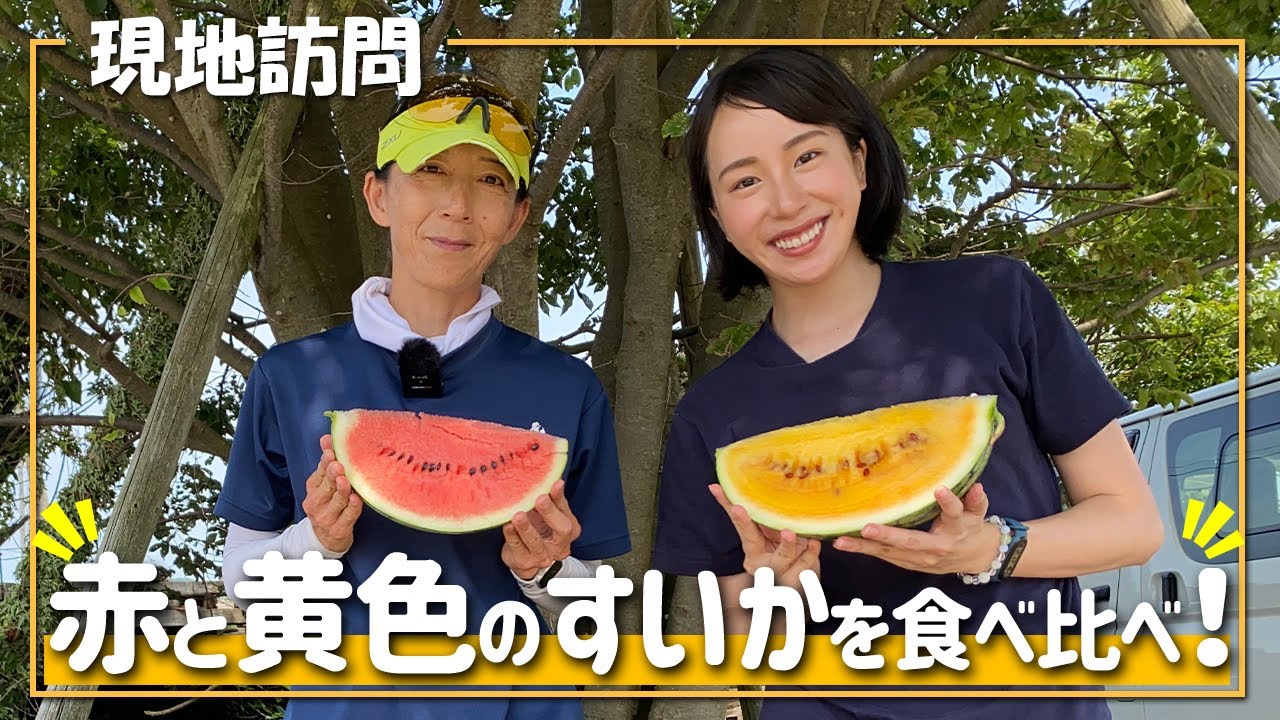 訪問】生産者イチオシ！絶品スイカの秘密とは？味きらら☆福田農園さん