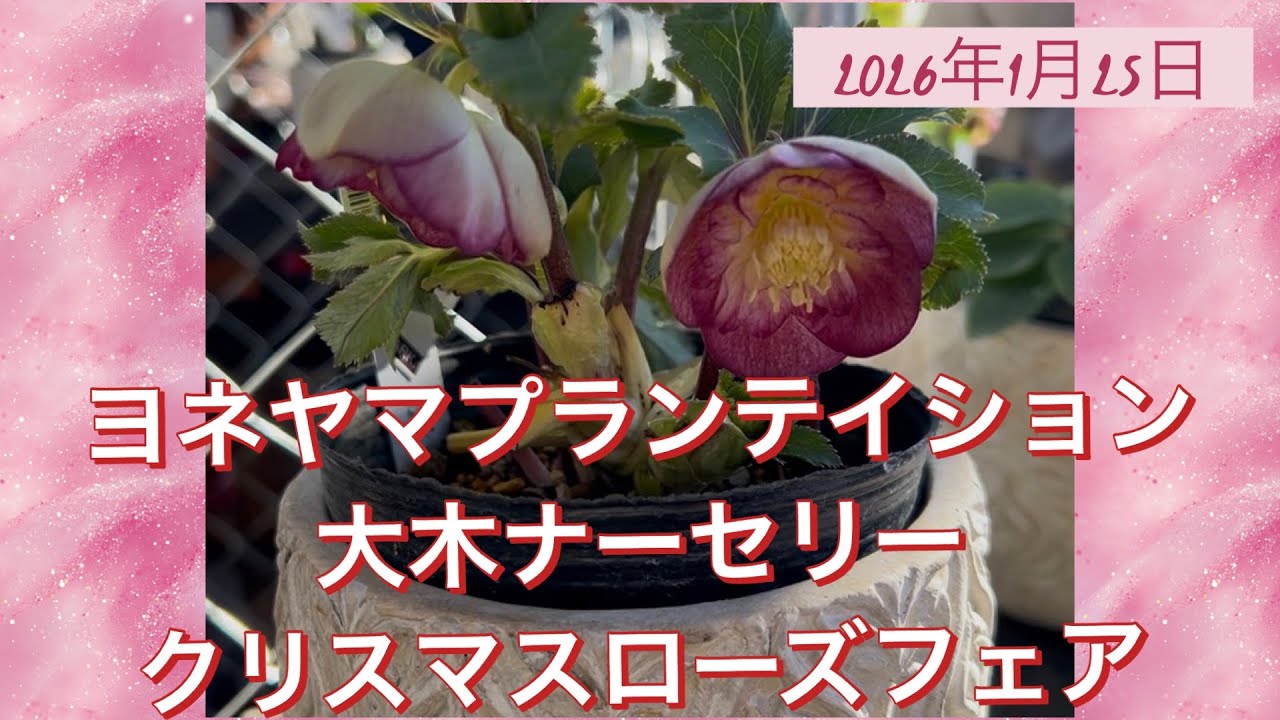 クリスマスローズ開花株 大木ナーセリー イリュージョン交配