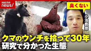 クマの生態】何を食べている？なぜ集落に執着？3000個のウンチ研究で