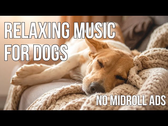 Relaxing Cello Music for Dogs With Separation Anxiety - NO MIDROLL
