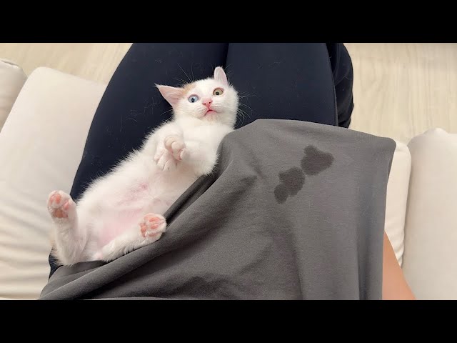 甘えんぼ子猫をなでなでしてたら初めてTシャツに嬉ションして大変な