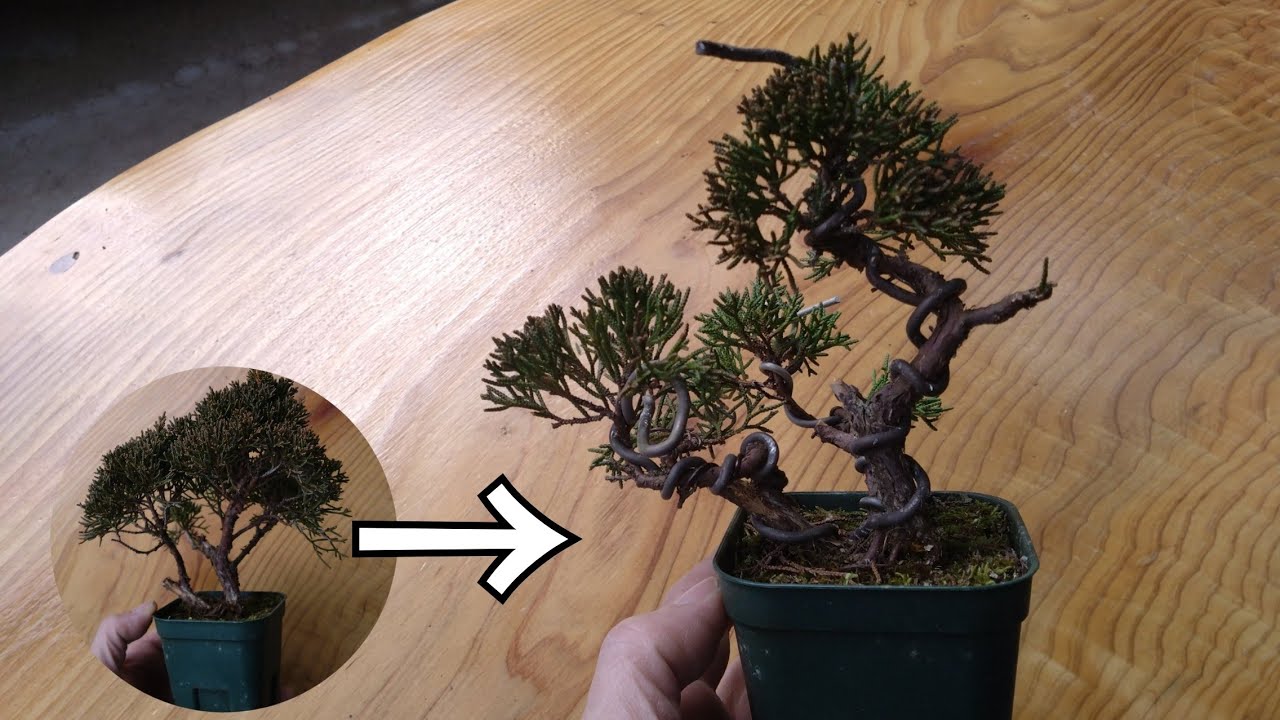 ミニ真柏（シンパク）【多幹樹形の素材作り②】 ♯703 - YouTube