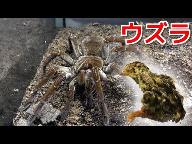 The result of giving quail to the Goliath Birdeater ! - YouTube