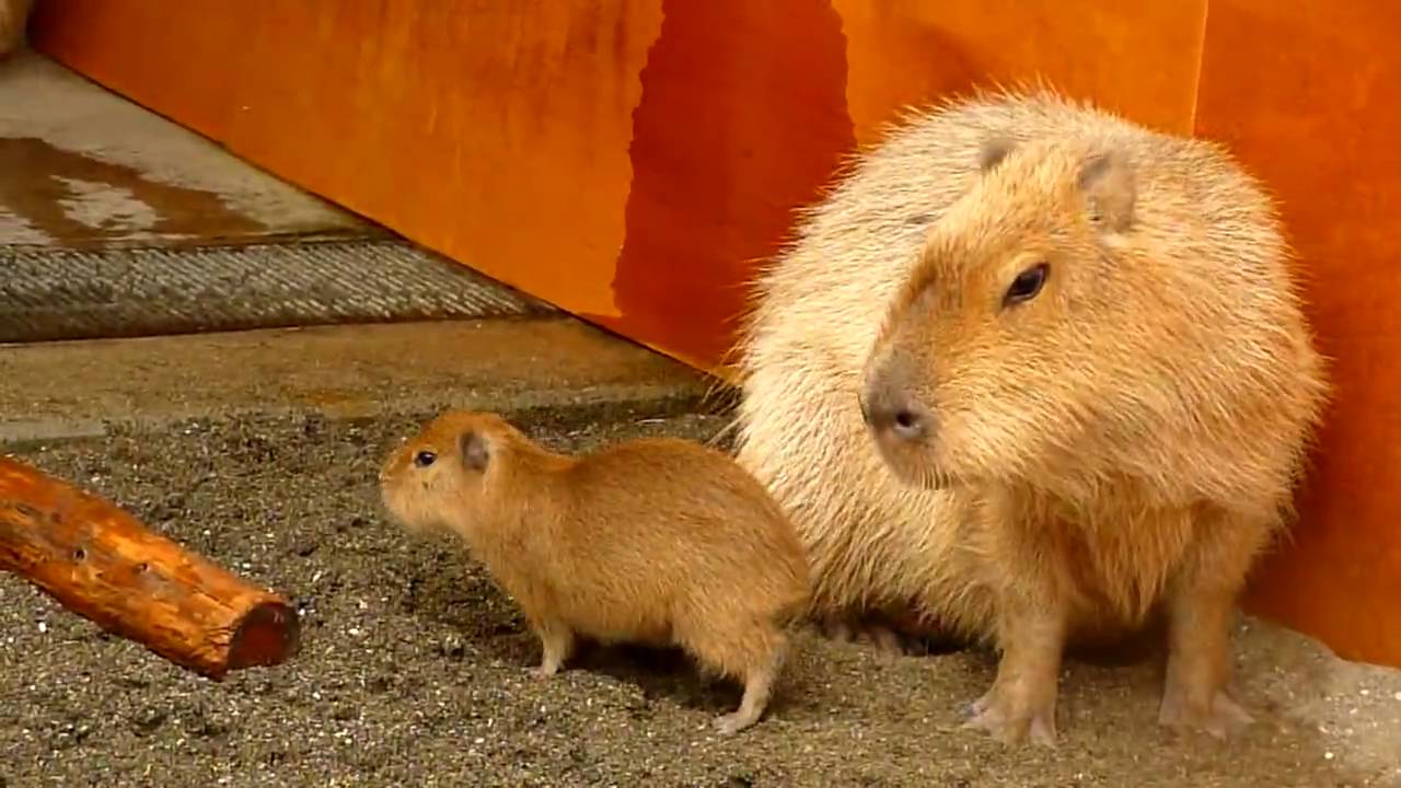 市川市動植物園にカピバラの赤ちゃんが登場 (baby capybara at