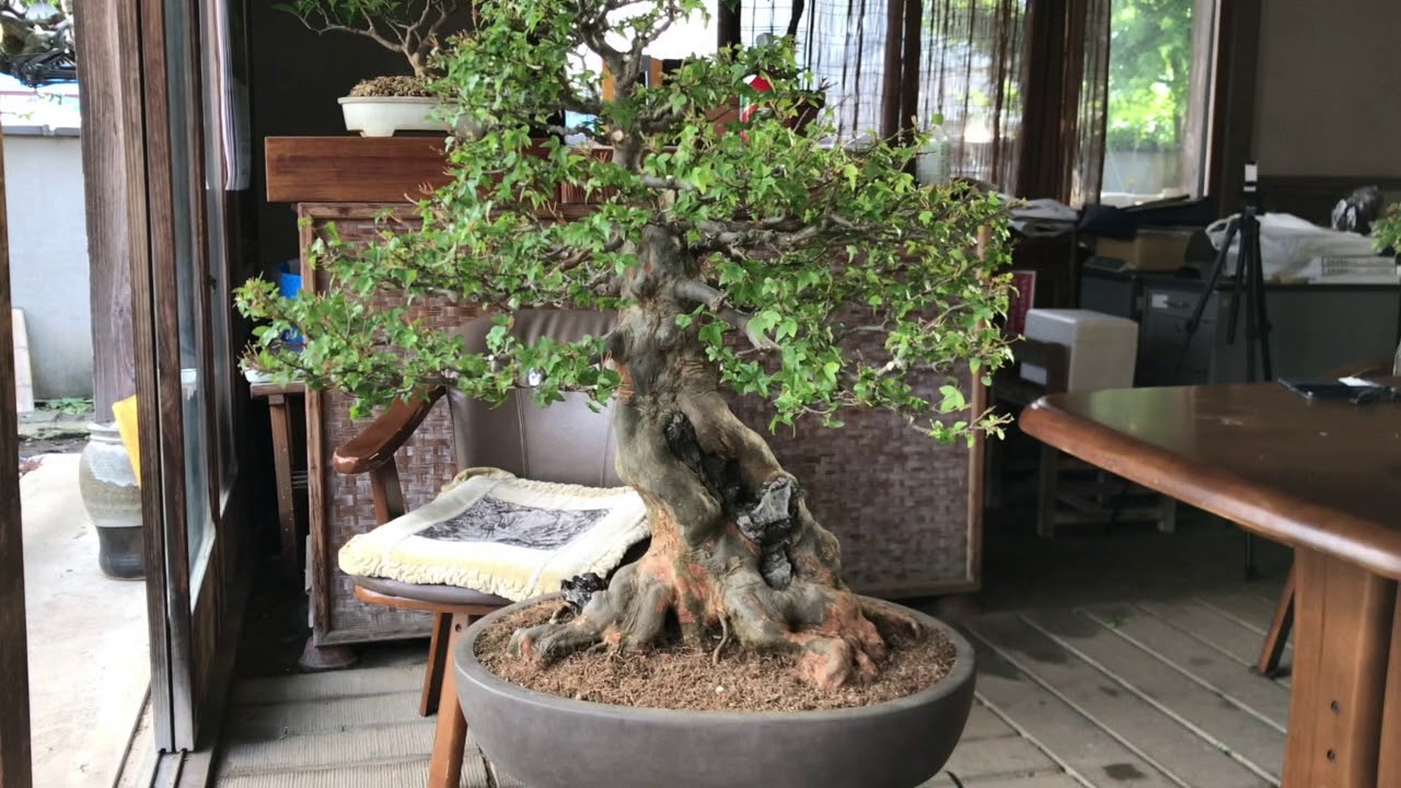 北盆】〜盆栽の手入れ〜 楓（カエデ）の石付き - YouTube