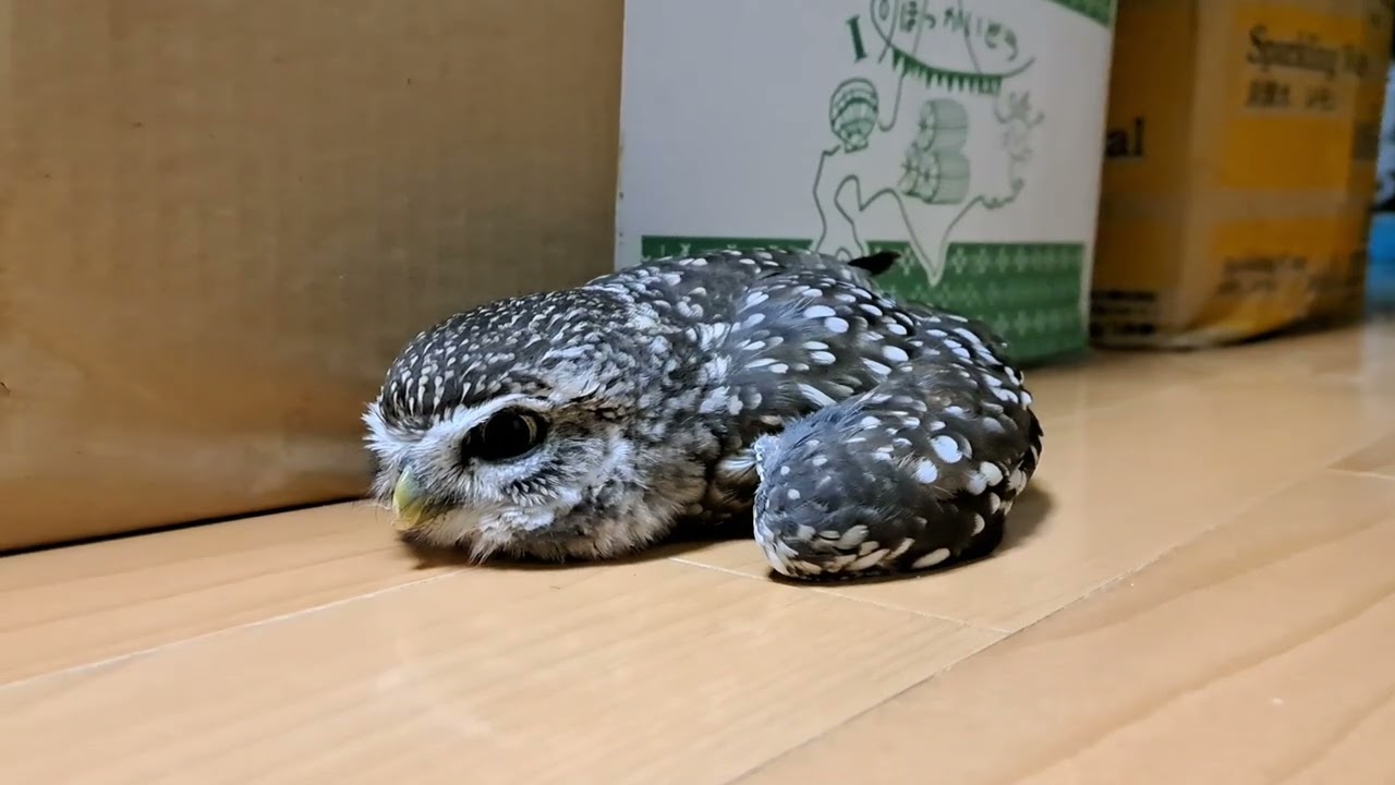 やる気のないフクロウ（FY2022） - YouTube