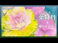 冬を彩るお花の水彩画】葉牡丹(ハボタン)を描いてみた【透明水彩