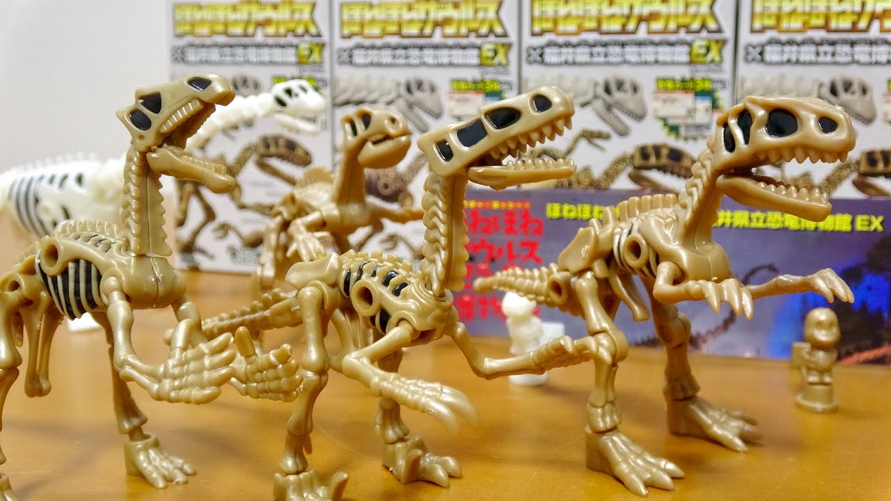 ほねほねザウルス×福井県立恐竜博物館EX】 全4種類集めると大きい