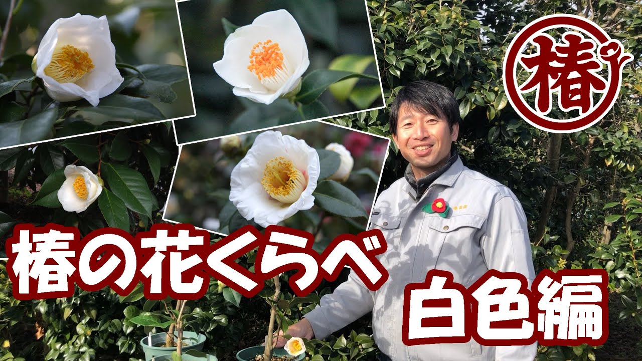 椿園オンラインショップ / 加茂本阿弥・かもほんあみ