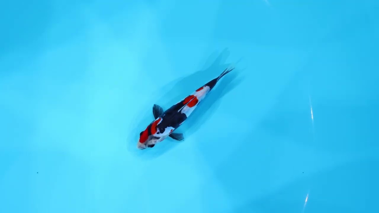 若鯉大会スペシャルオークション！】260302-020の出品鯉のご紹介