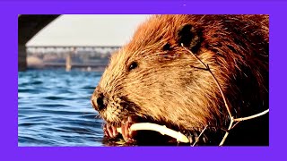 My BEST Beaver Video Clips from April 2024 - YouTube