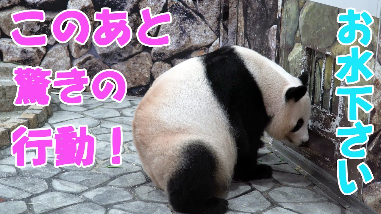 アドベンチャーワールド良浜🐼お水下さい👩自分で扉開け飼育員さんに