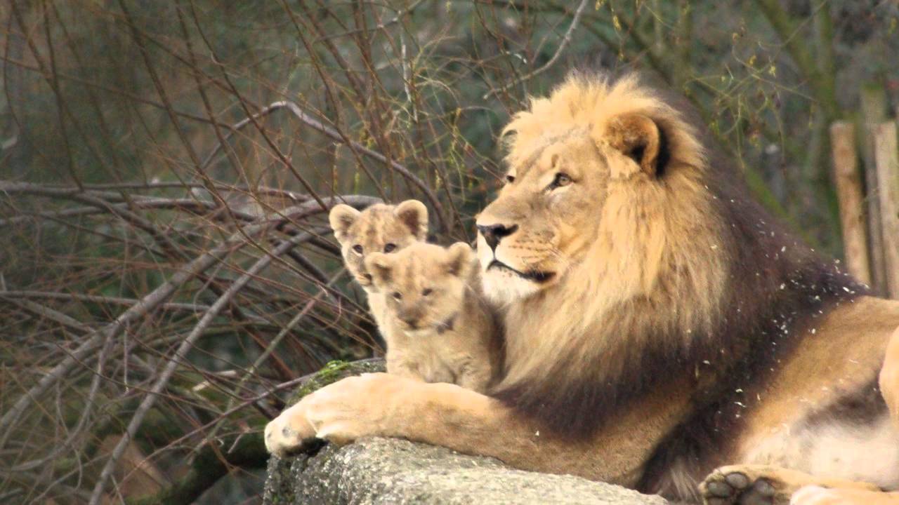 ライオン父子 Lion 20140117 - YouTube