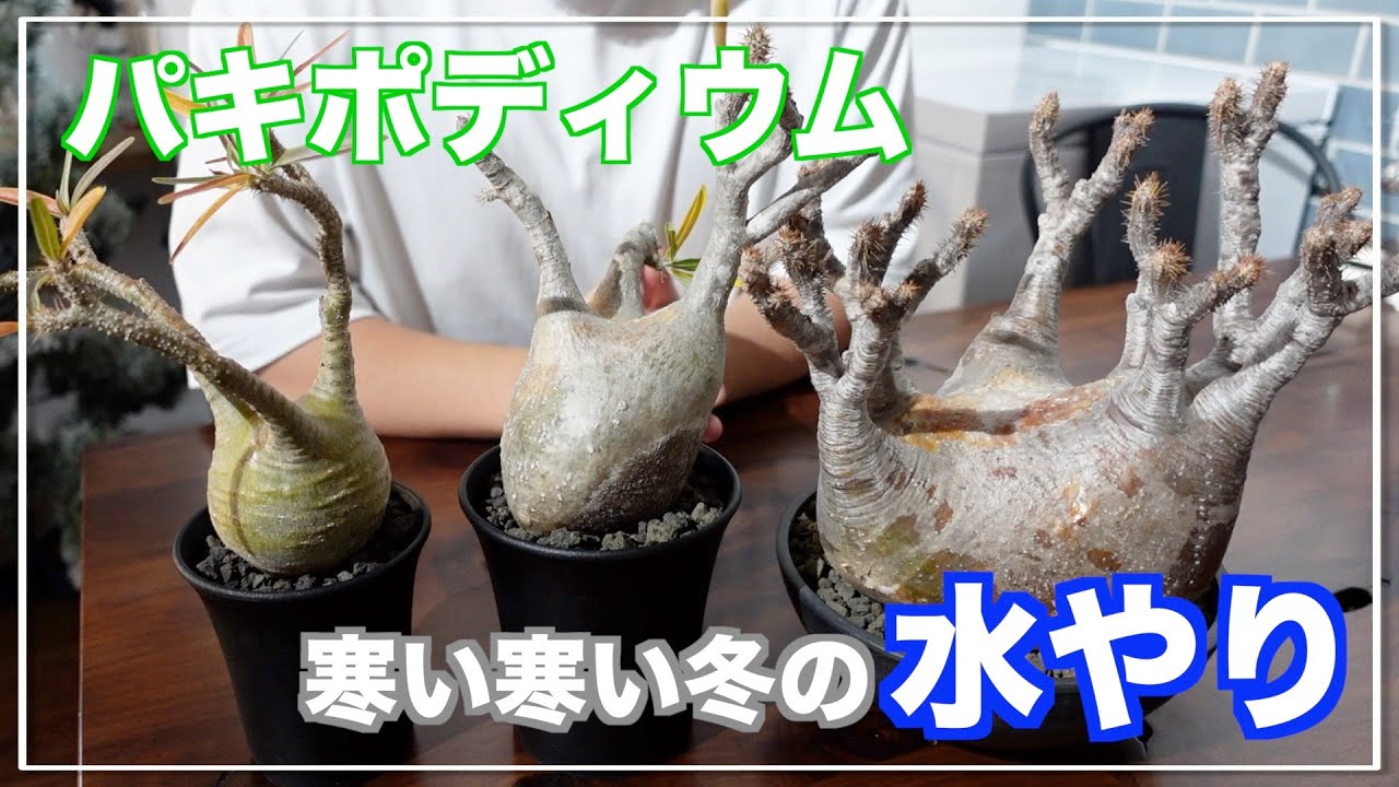 休眠株は完全断水か水やるか。個人的見解です｜グラキリス