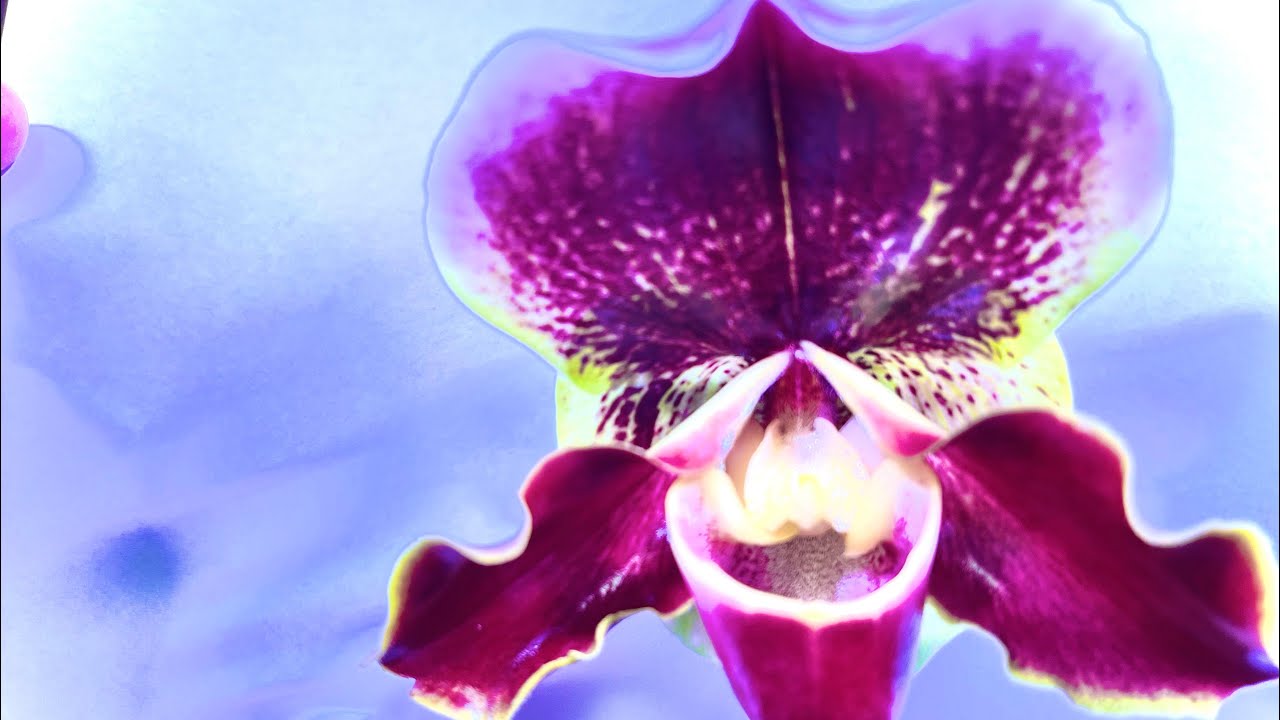 洋ラン/パフィオペディラム(18TM51) 整形花 赤系 - YouTube