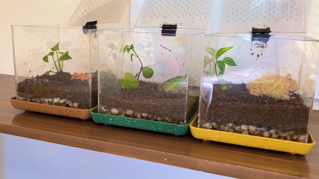 カエルの床材交換はとても大変 Frog flooring replacement is very