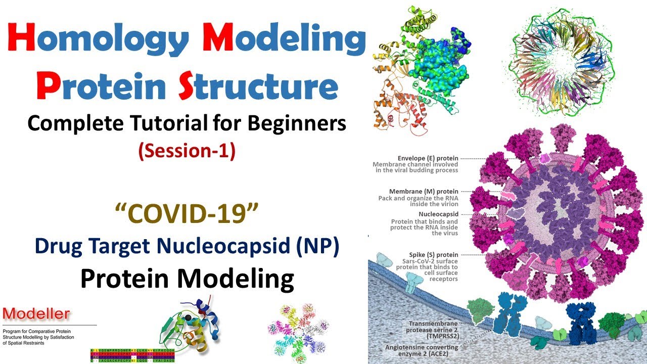 Homology Modeling for Beginners | COVID19 NP Protein Modeling
