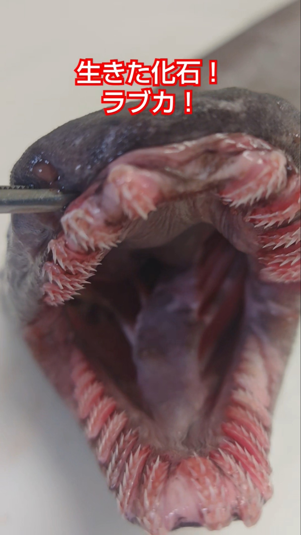 ラブカの魅力をみなさんに！生きた化石深海ザメ！ラブカ！全部見る大