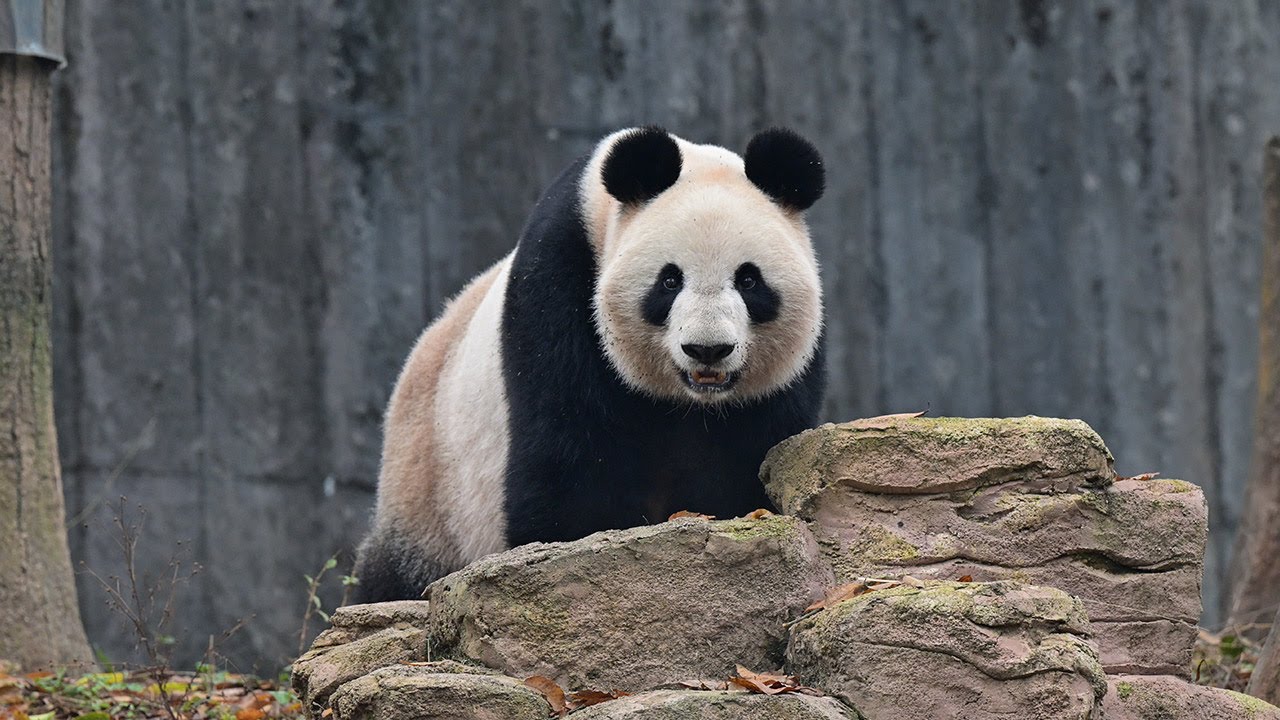 2024.12.07 今日のパンダ（3711日目）[4K] - YouTube