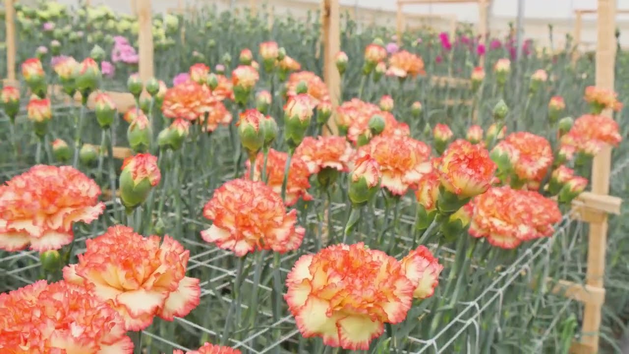 sel® ギニック | カーネーション Cuttings | スタンダード | Selecta