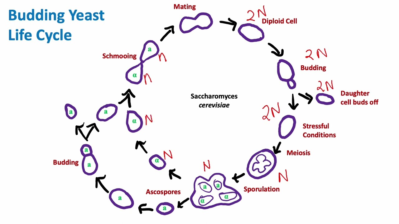 Budding Yeast Life Cycle: Saccharomyces cerevisiae | Mycology
