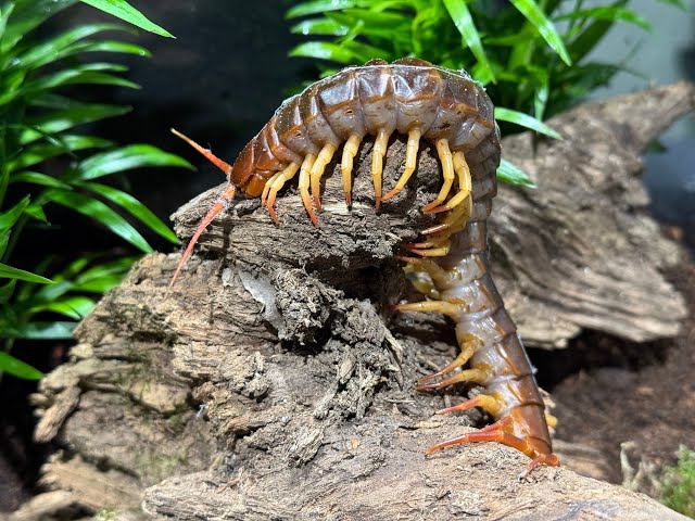 scolopendra dehaani, Giant Vietnamese centipede rehouse and care