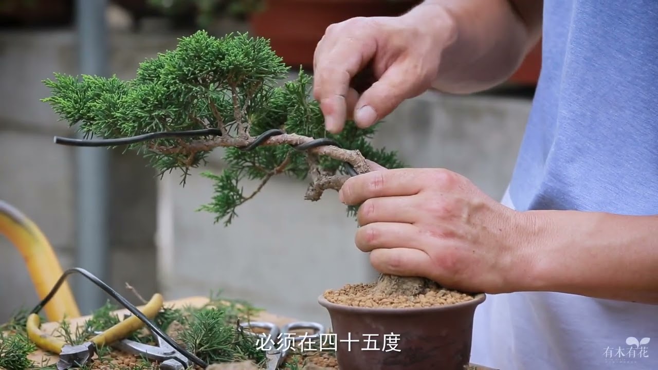 第1回ガジュマル石付き盆栽製作【Green Day's】2025年10月完成 完成