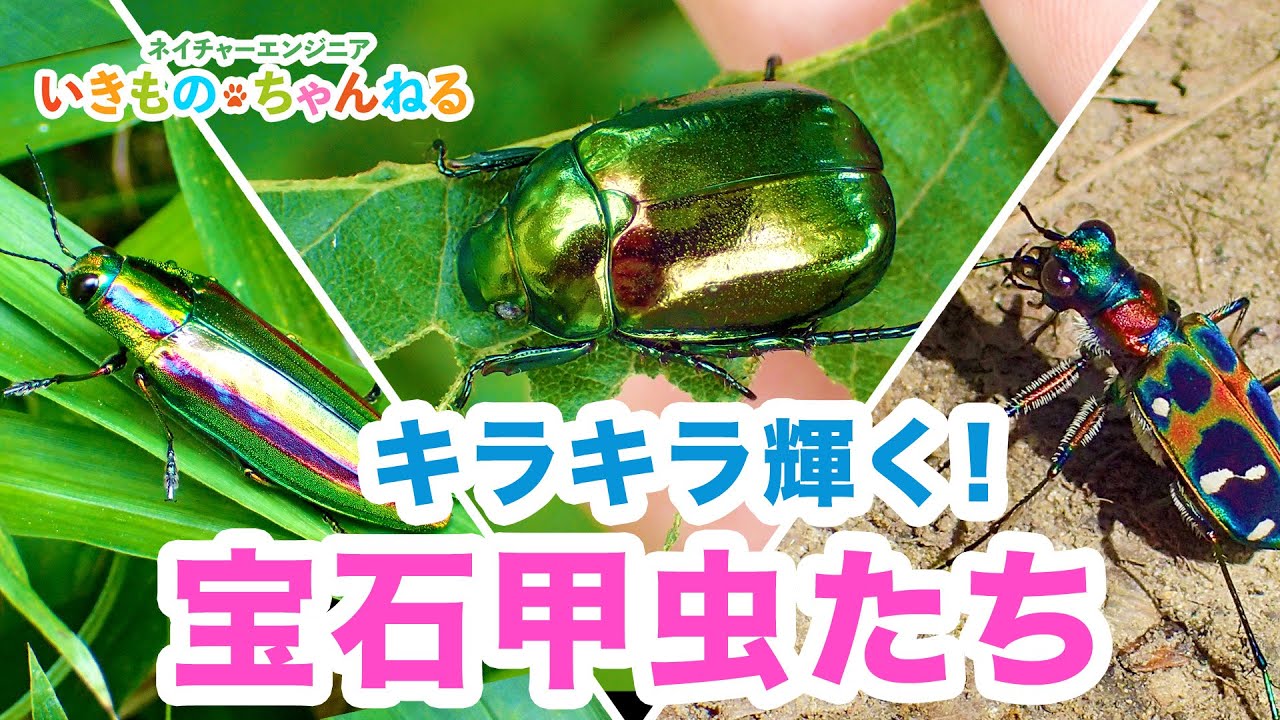 キラキラ輝く！日本のきれいな宝石甲虫たち - YouTube