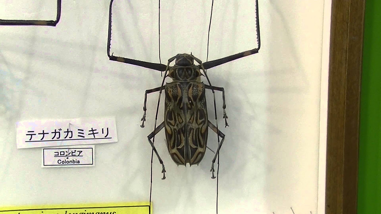 世界一手の長いカミキリムシ（テナガカミキリ）：Harlequin beetle