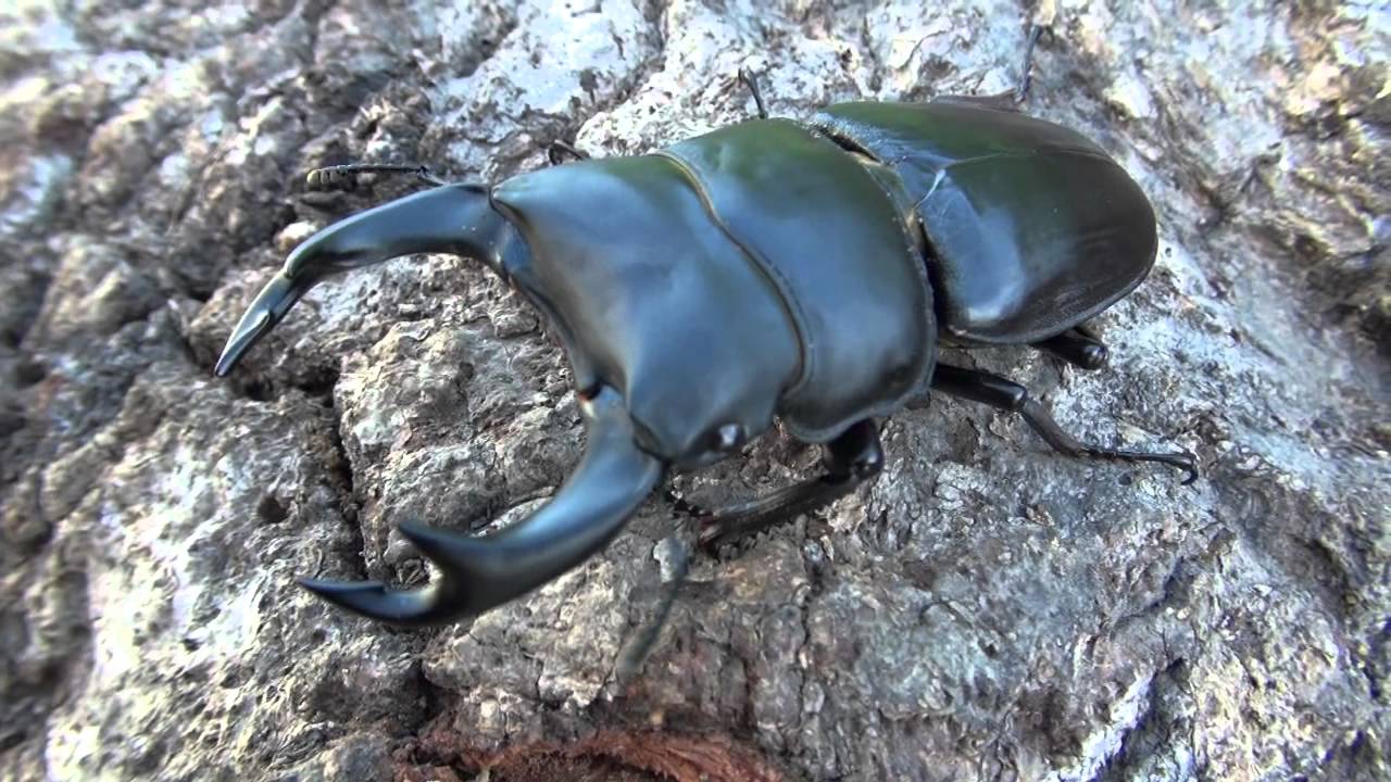 maxresdefault.jpg?sqp=-