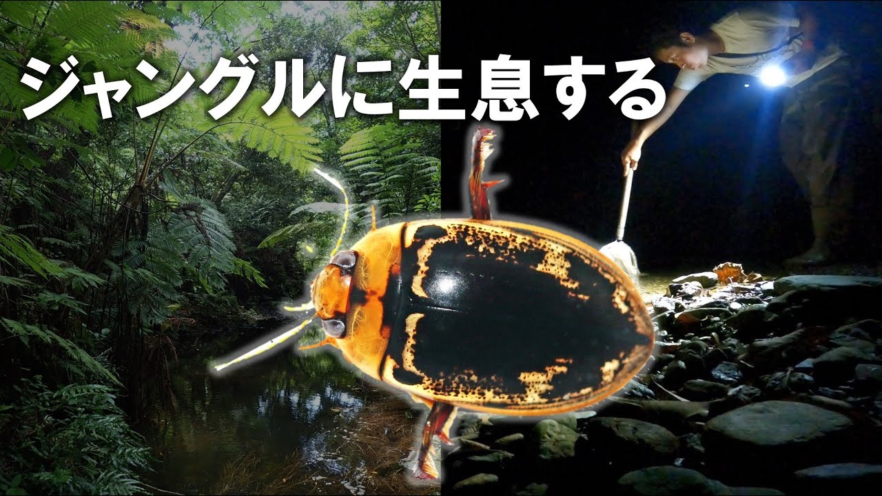 ジャングルに生息するゲンゴロウを探しに行く ～リュウキュウ